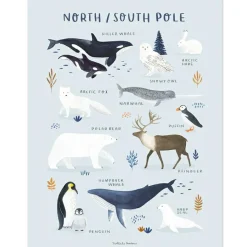 Affiche Animaux des Pôles Nord et Sud (30 x 40 cm)|Lilipinso Discount