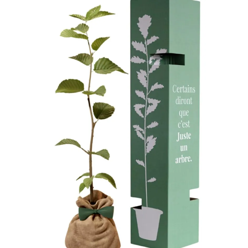 New Juste un Arbre Arbre à offrir Charme commun - Protection et Amour