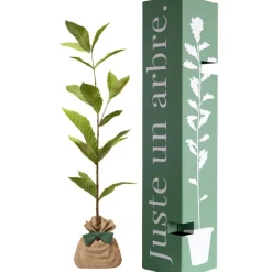Arbre à offrir Châtaigner Commun - Résilience et Générosité|Juste un Arbre Online