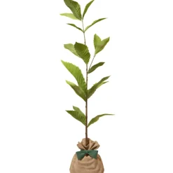 Arbre à offrir Châtaigner Commun - Résilience et Générosité|Juste un Arbre Online