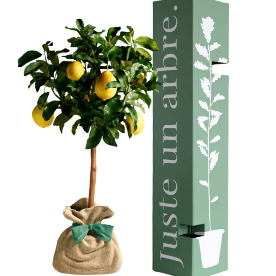 Outlet Juste un Arbre Arbre à offrir Citronnier des 4 Saisons - Chance et prospérité