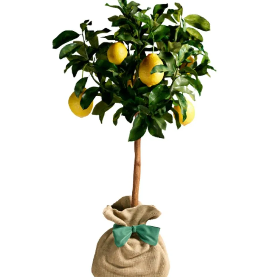 Outlet Juste un Arbre Arbre à offrir Citronnier des 4 Saisons - Chance et prospérité