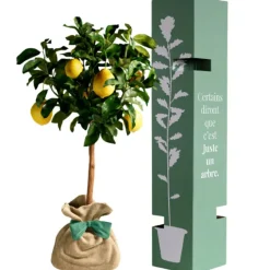 Outlet Juste un Arbre Arbre à offrir Citronnier des 4 Saisons - Chance et prospérité