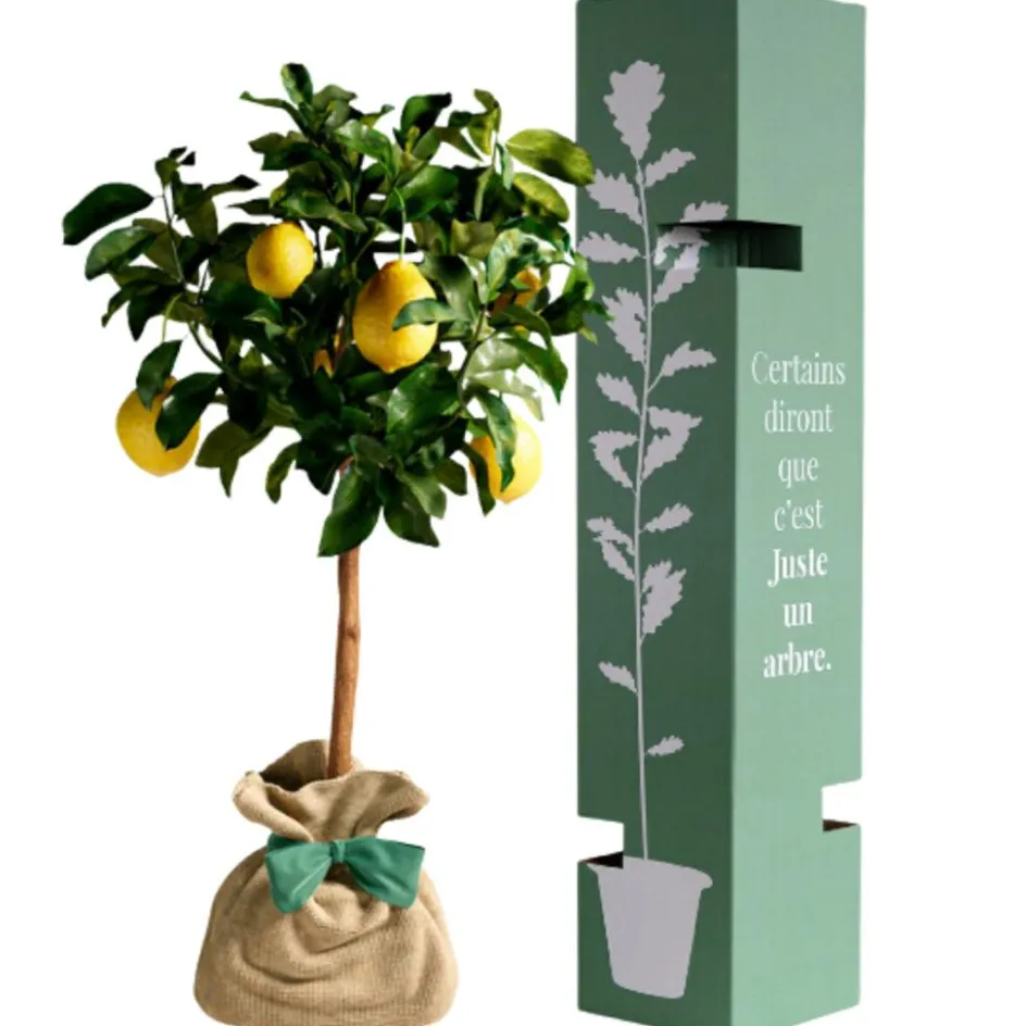 Outlet Juste un Arbre Arbre à offrir Citronnier des 4 Saisons - Chance et prospérité