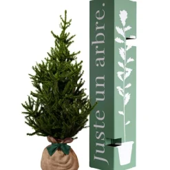 Arbre à offrir Epicea - Endurance, Force et Longévité|Juste un Arbre Sale