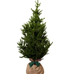 Arbre à offrir Epicea - Endurance, Force et Longévité|Juste un Arbre Sale