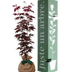 Hot Juste un Arbre Arbre à offrir Erable du Japon - Sérénité et Transformation