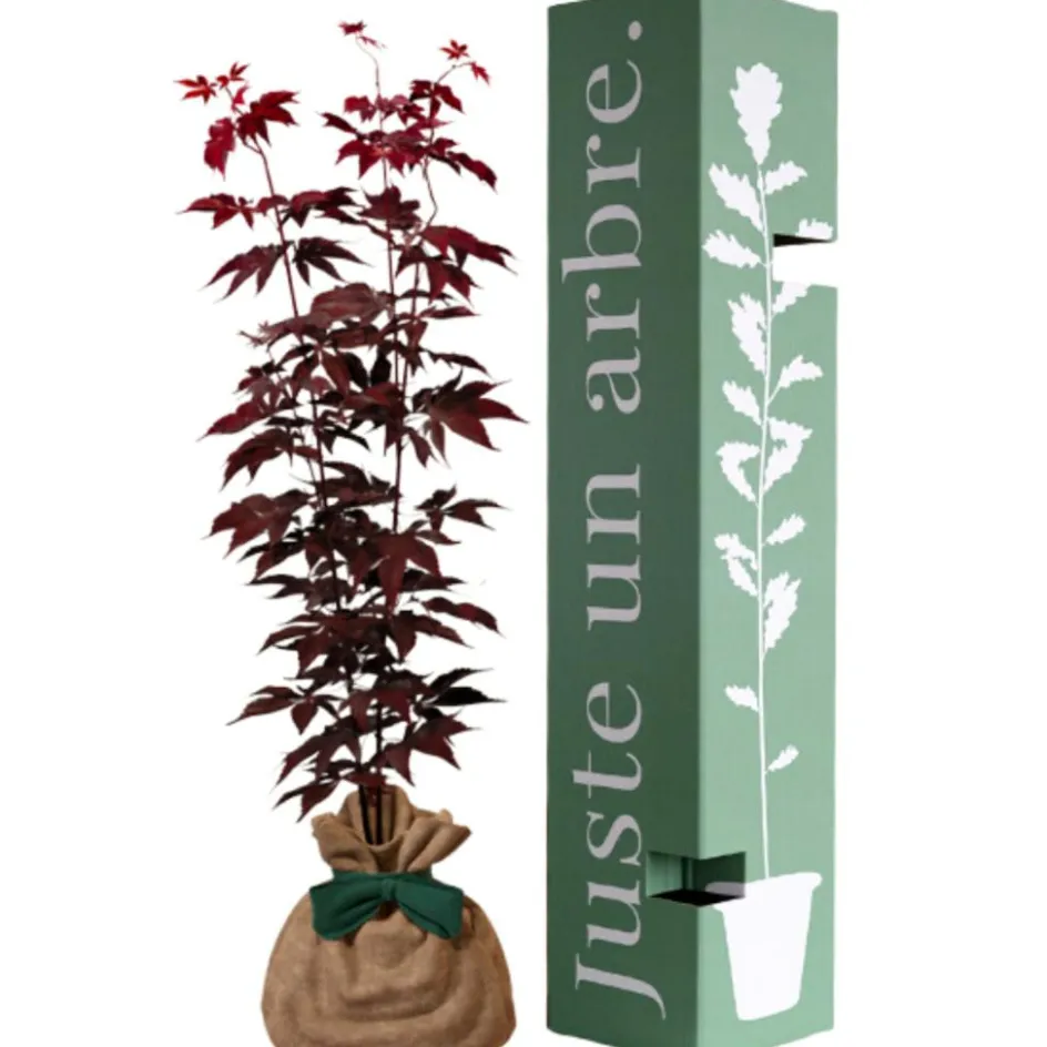 Hot Juste un Arbre Arbre à offrir Erable du Japon - Sérénité et Transformation