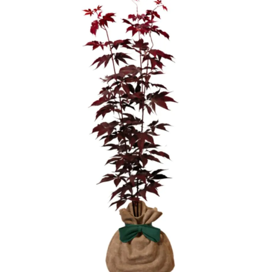 Hot Juste un Arbre Arbre à offrir Erable du Japon - Sérénité et Transformation