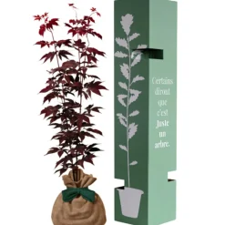 Hot Juste un Arbre Arbre à offrir Erable du Japon - Sérénité et Transformation
