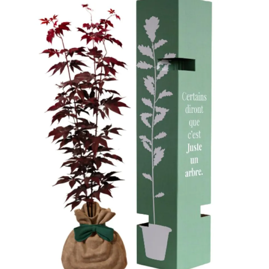 Hot Juste un Arbre Arbre à offrir Erable du Japon - Sérénité et Transformation