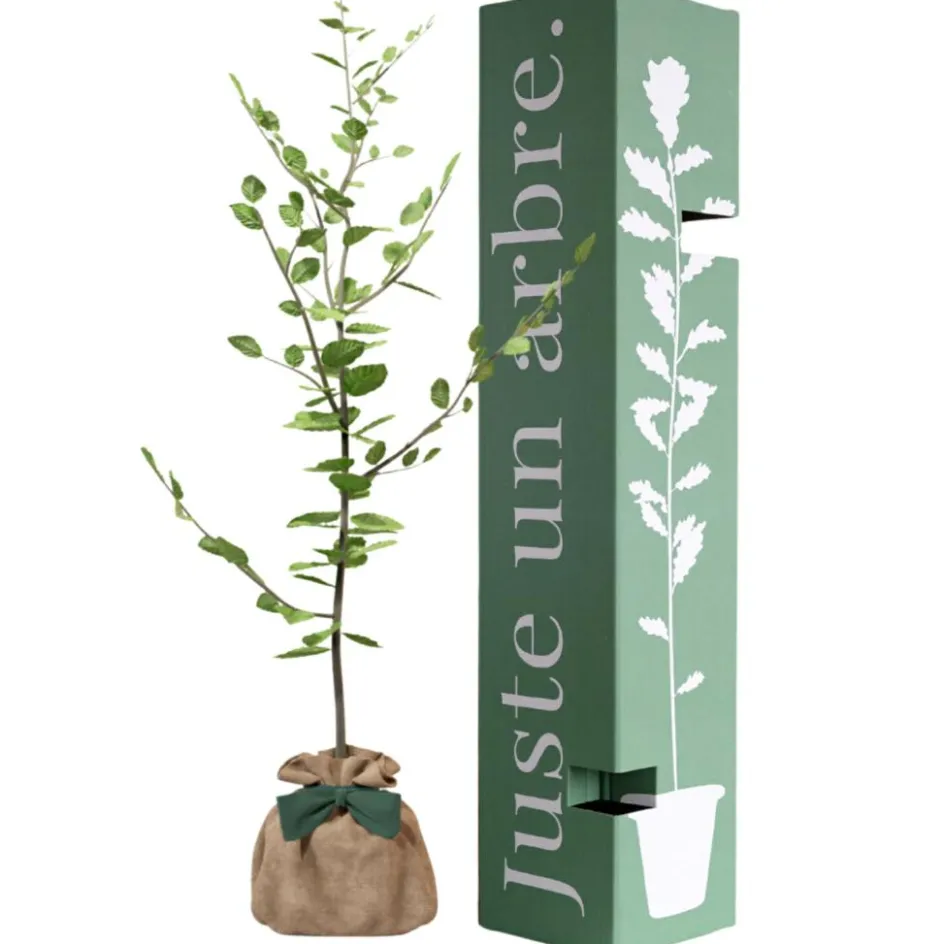 Arbre à offrir Hêtre Commun - Tolérance, Sagesse et Apprentissage|Juste un Arbre New