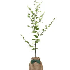 Arbre à offrir Hêtre Commun - Tolérance, Sagesse et Apprentissage|Juste un Arbre New