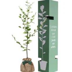Arbre à offrir Hêtre Commun - Tolérance, Sagesse et Apprentissage|Juste un Arbre New