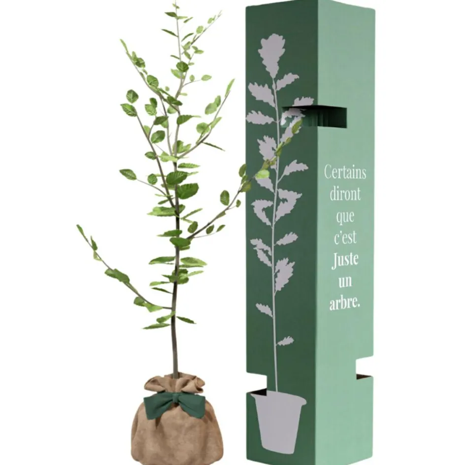 Arbre à offrir Hêtre Commun - Tolérance, Sagesse et Apprentissage|Juste un Arbre New
