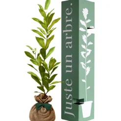 Arbre à offrir Magnolia Etoilé - Noblesse et Persévérance|Juste un Arbre Sale