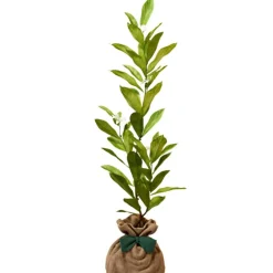 Arbre à offrir Magnolia Etoilé - Noblesse et Persévérance|Juste un Arbre Sale