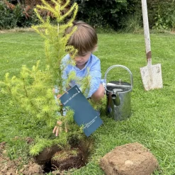 Arbre à offrir Mélèze d'Europe - Résilience et Adaptabilité|Juste un Arbre Clearance