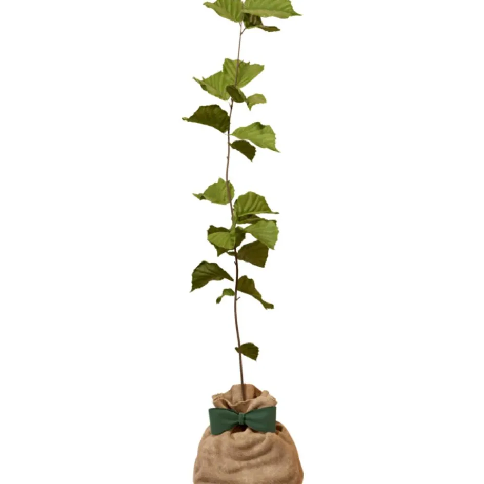 Outlet Juste un Arbre Arbre à offrir Noisetier Commun - Sagesse et Inspiration