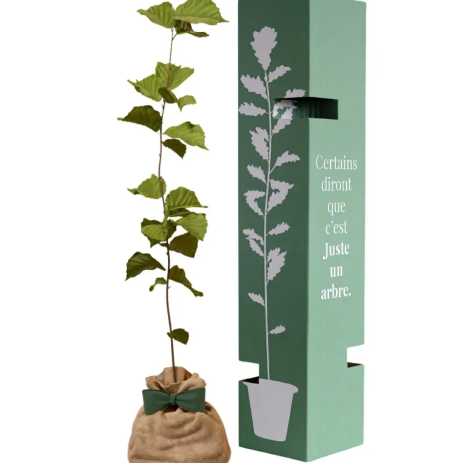 Outlet Juste un Arbre Arbre à offrir Noisetier Commun - Sagesse et Inspiration