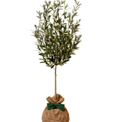Arbre à offrir Olivier - Sérénité et Force|Juste un Arbre Discount