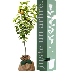 Clearance Juste un Arbre Arbre à offrir Poirier Conférence - Longévité, Prospérité et Abondance