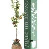 Hot Juste un Arbre Arbre à offrir Pommier Reine des Reinettes - Fertilité et Prospérité
