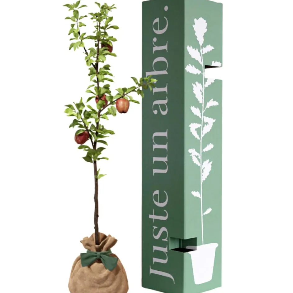 Hot Juste un Arbre Arbre à offrir Pommier Reine des Reinettes - Fertilité et Prospérité