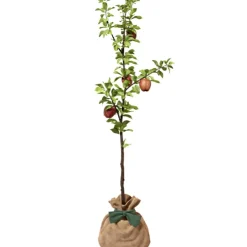 Hot Juste un Arbre Arbre à offrir Pommier Reine des Reinettes - Fertilité et Prospérité