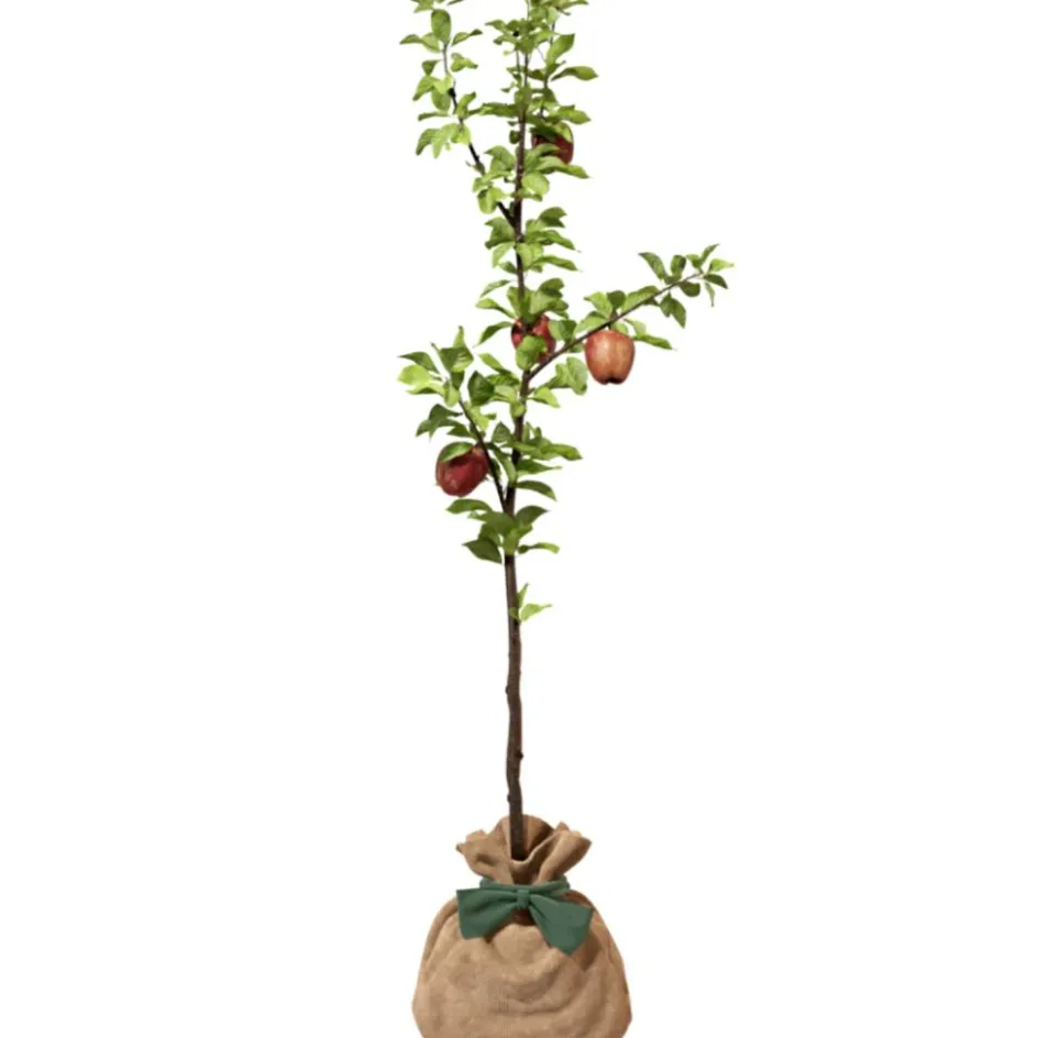 Hot Juste un Arbre Arbre à offrir Pommier Reine des Reinettes - Fertilité et Prospérité