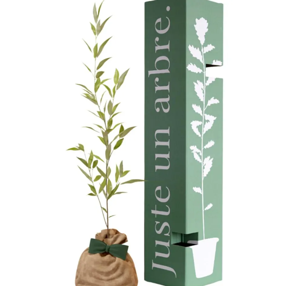 Arbre à offrir Saule Blanc - Flexibilité et Résilience|Juste un Arbre Best