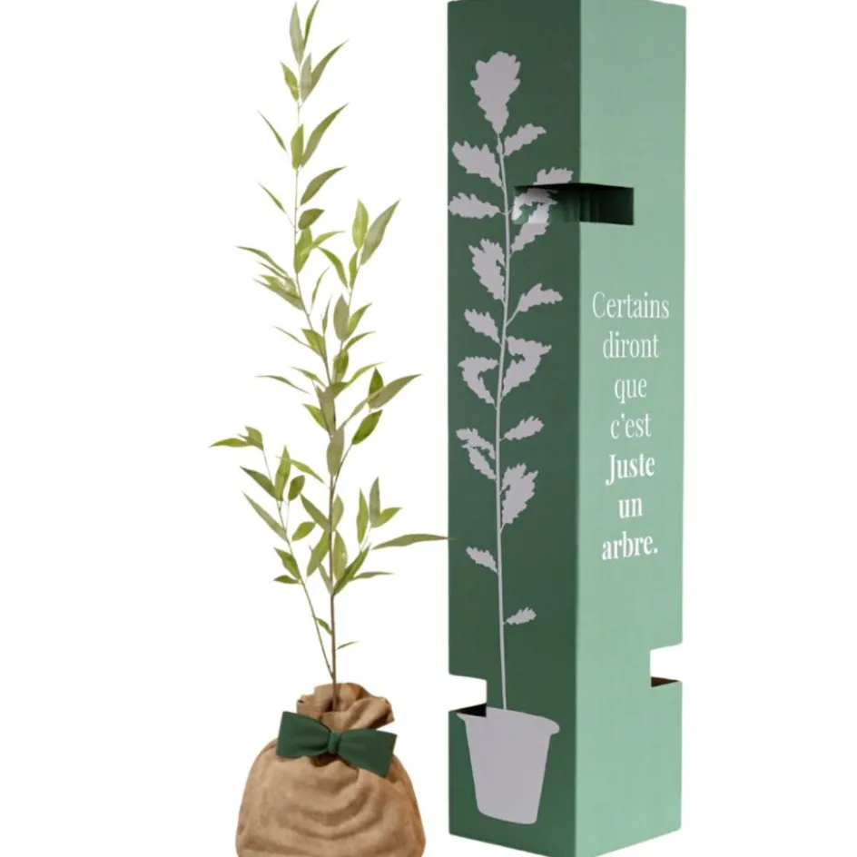 Arbre à offrir Saule Blanc - Flexibilité et Résilience|Juste un Arbre Best