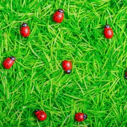 Bouteille sensorielle Sound Coccinelles|Petit Boum Discount