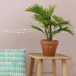 Frise adhésive Etoiles dorées (5 mètres)|Mimi'lou Hot