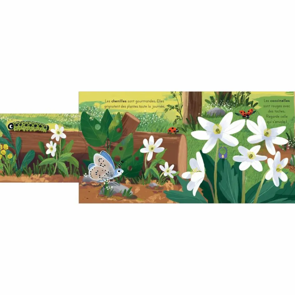 Livre les petits explorateurs - La forêt|Editions Kimane Online