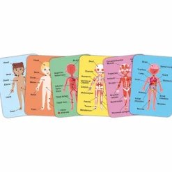 Puzzle aimanté Le corps humain|Hape