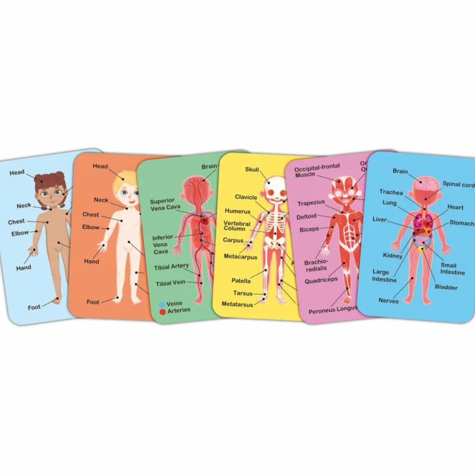 Puzzle aimanté Le corps humain|Hape